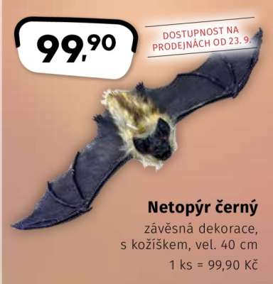 Netopýr černý