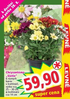 Chryzantéma “Sixtie”