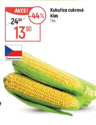 Kukuřice cukrová klas