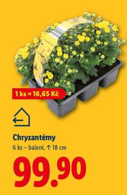 CHRYZANTÉMY*
