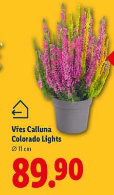 Vřes Calluna Colorado Lights