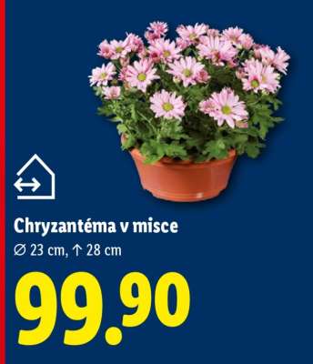 Chryzantéma v misce*
