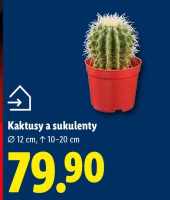 Kaktusy a sukulenty