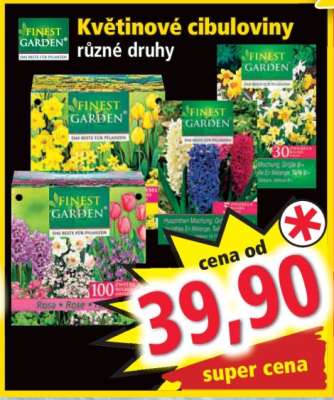 KVĚTINOVÉ CIBULOVINY*
