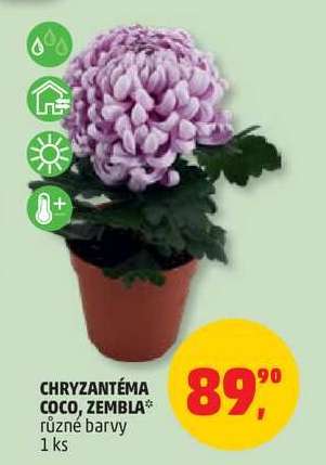Chryzantéma Coco, Zembla