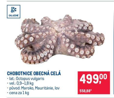 Chobotnice obecná celá