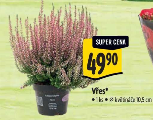 Vřes*