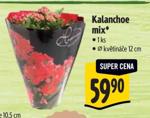 Kalanchoe mix*