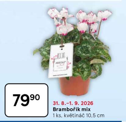 Brambořík mix*