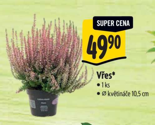 Vřes*