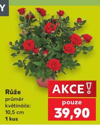 Růže