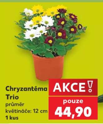 Chryzantéma „Trio“