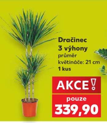 DRAČINEC*