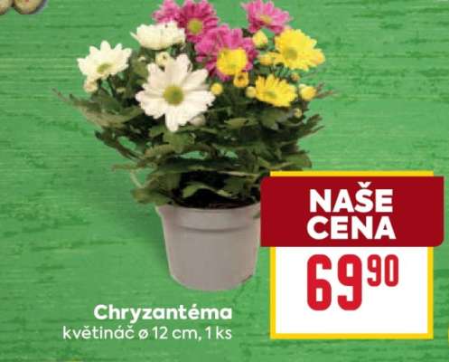 CHRYZANTÉMA*