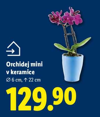 ORCHIDEJ MINI V KERAMICE