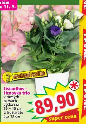 Lisianthus – Jícnovka trio