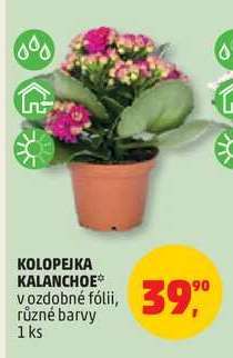 KOLOPEJKA KALANCHOE*