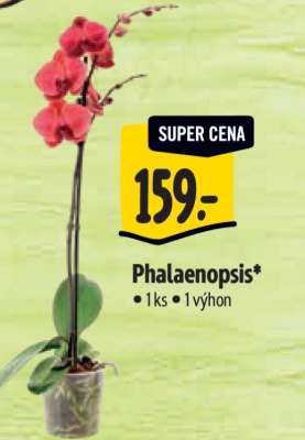 Phalaenopsis