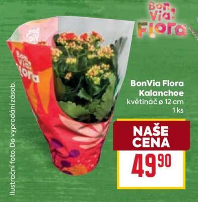 BonVia Flora Kalanchoe