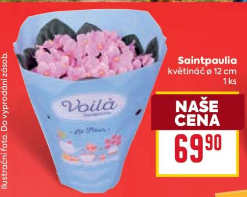 SAINTPAULIA*