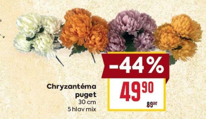 Chryzantéma puget