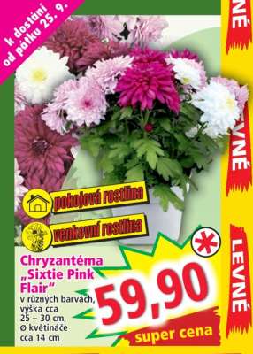 Chryzantéma "Sixtie Pink Flair"