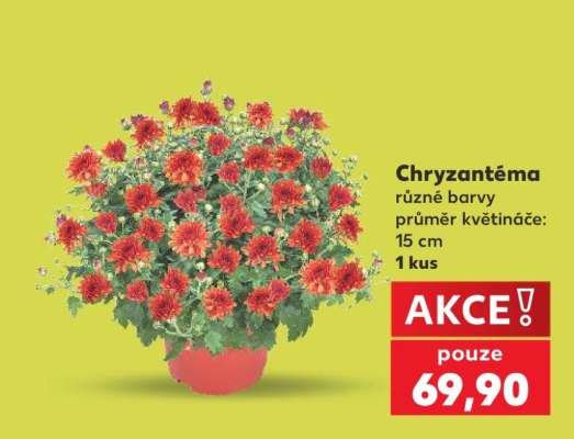 CHRYZANTÉMA*