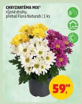 Chrysantéma Mix