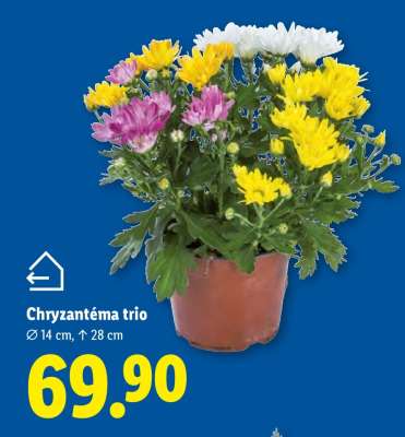 Chryzantéma „Trio“