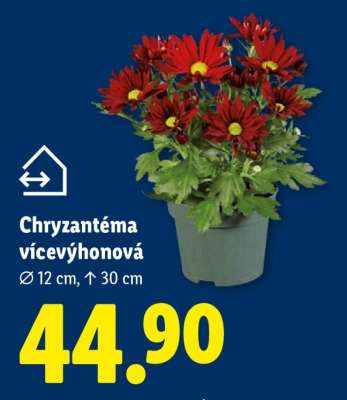Chryzantéma vícevýhonová