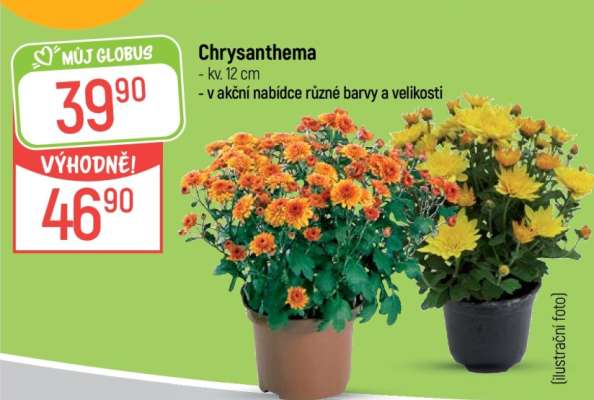 CHRYSANTHÉMA