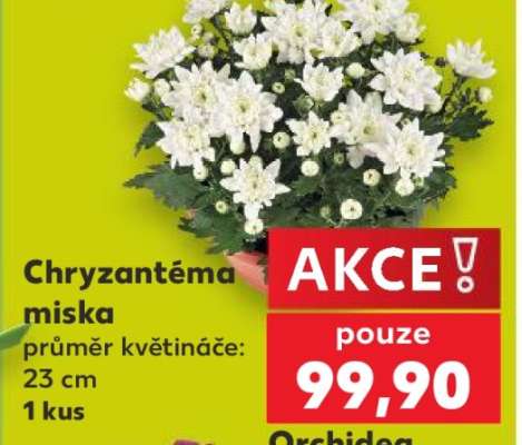 Chryzantéma miska