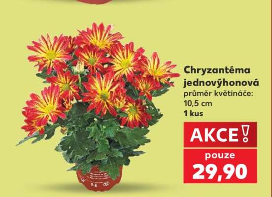 Chryzantéma jednovýhonová