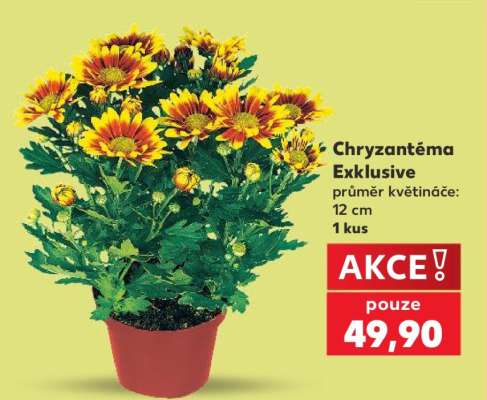 Chryzantéma Exklusive