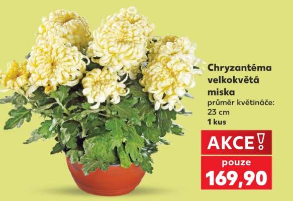 Chryzantéma velkokvětá miska